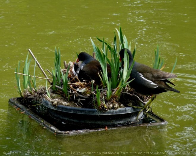 Photo de Poule