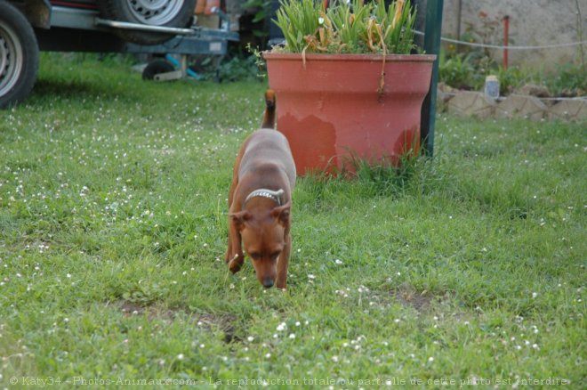 Photo de Pinscher nain