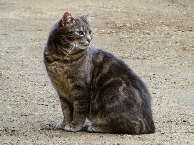 Photo de Chat domestique