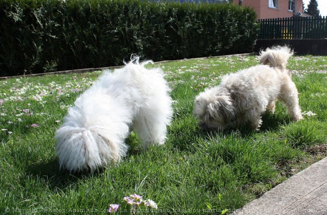 Photo de Coton de tulear