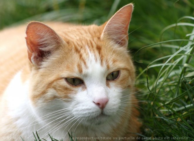 Photo de Chat domestique