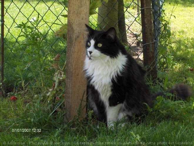 Photo de Chat domestique