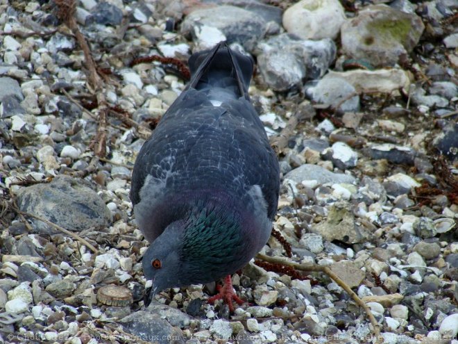 Photo de Pigeon