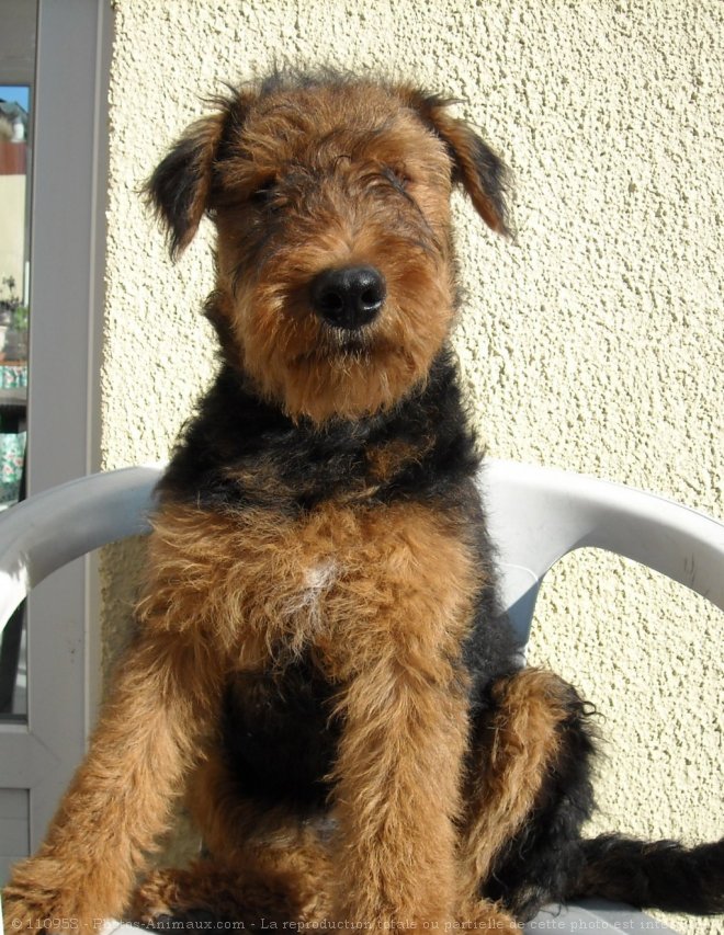 Photo d'Airedale terrier