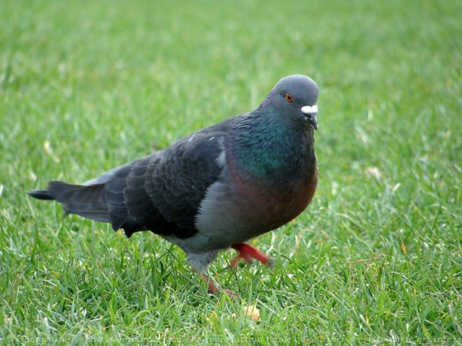 Photo de Pigeon