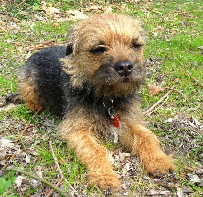 Photo de Border terrier