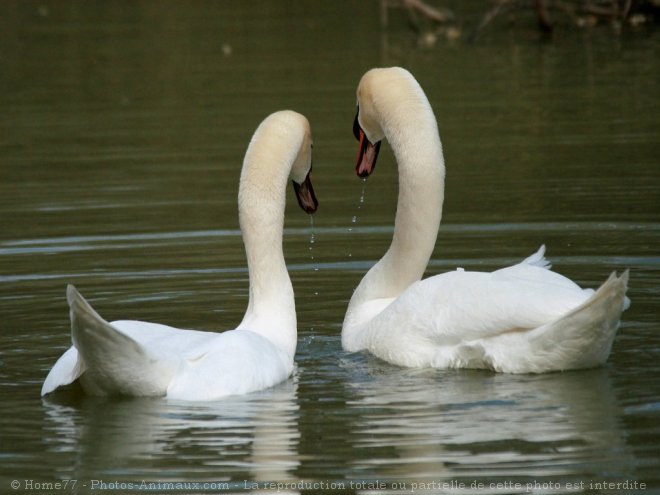 Photo de Cygne