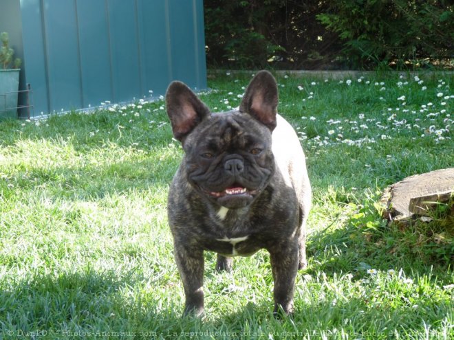 Photo de Bouledogue franais