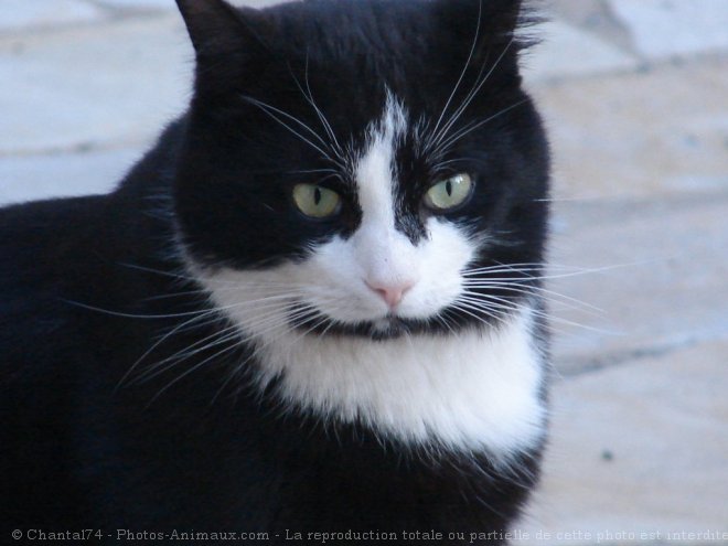 Photo de Chat domestique