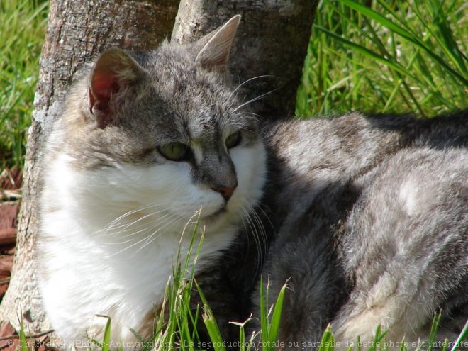 Photo de Chat domestique