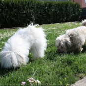 Photo de Coton de tulear