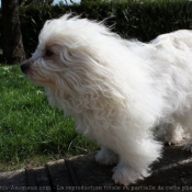 Photo de Coton de tulear