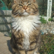 Photo de Maine coon