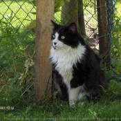 Photo de Chat domestique