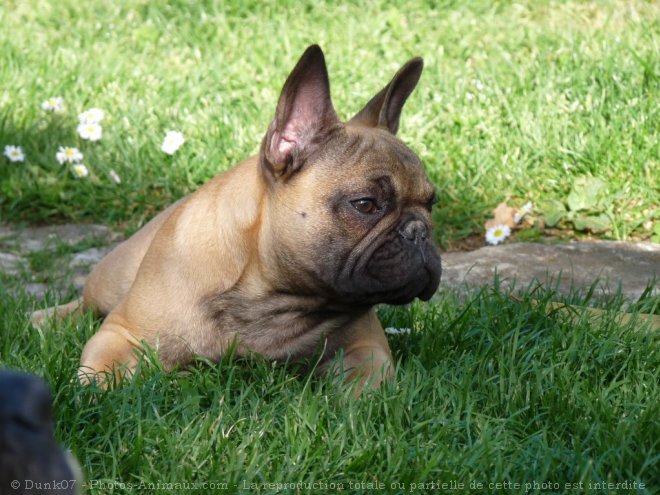 Photo de Bouledogue franais