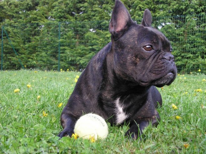 Photo de Bouledogue franais