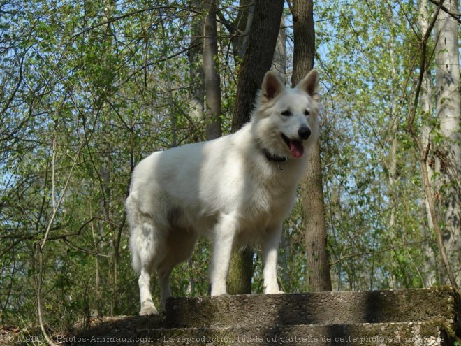 Photo de Berger blanc suisse