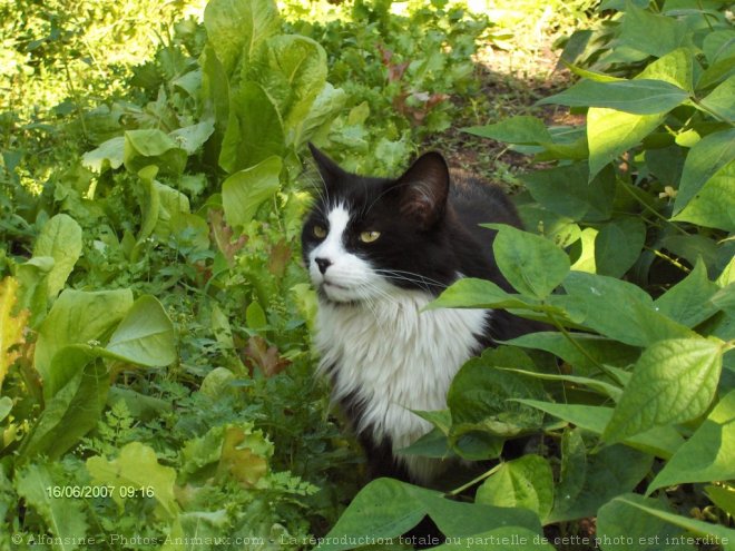 Photo de Chat domestique