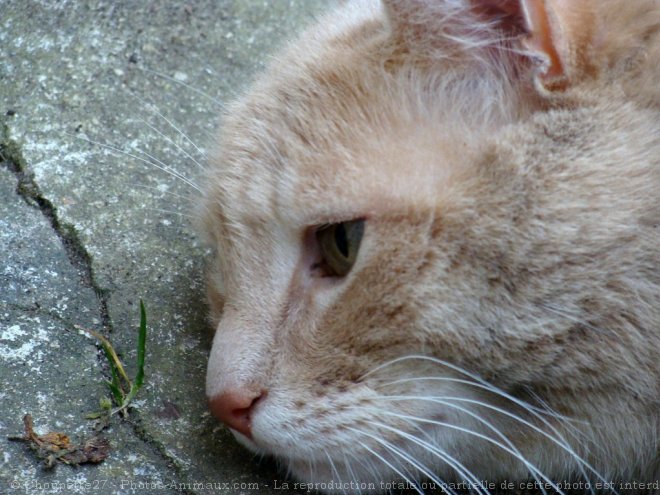 Photo de Chat domestique