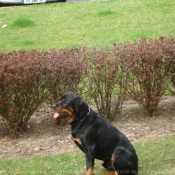 Photo de Rottweiler