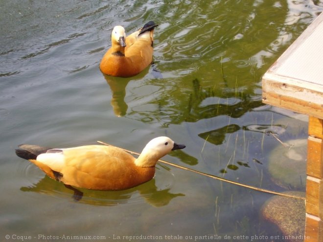 Photo de Canard tadorne casarca