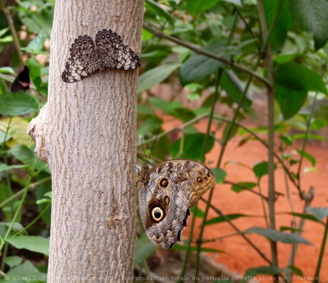 Photo de Papillon