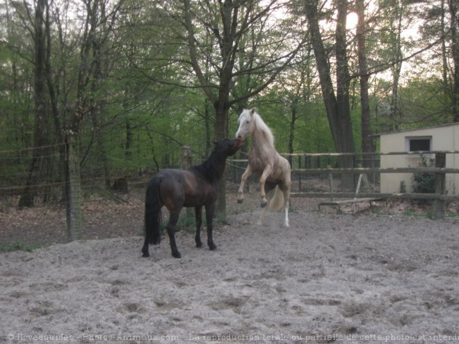 Photo de Races diffrentes