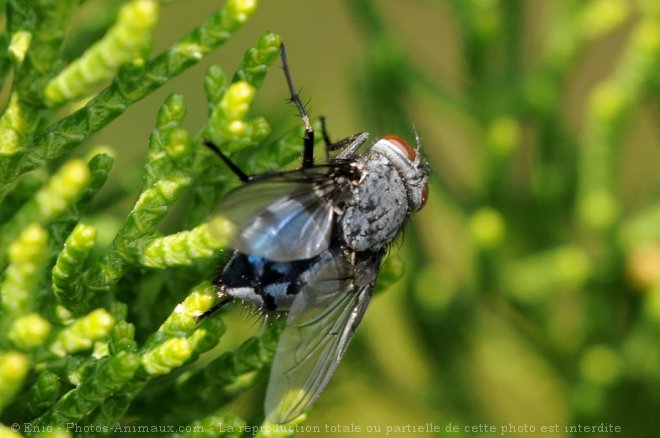 Photo de Mouche