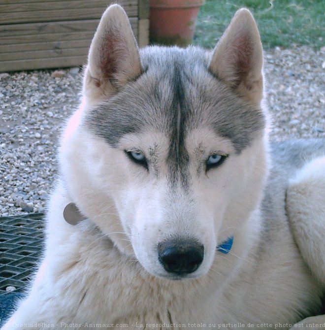 Photo de Husky siberien