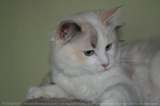 Photo de Ragdoll