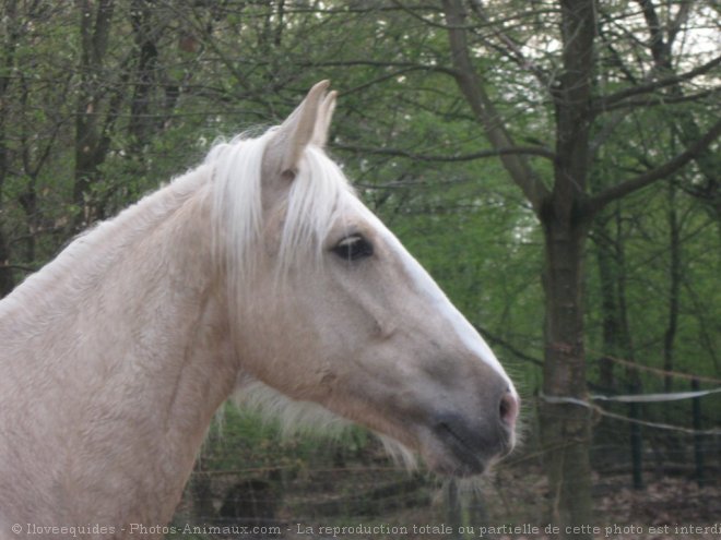 Photo de Palomino