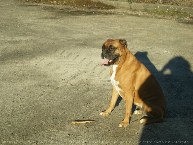 Photo de Boxer