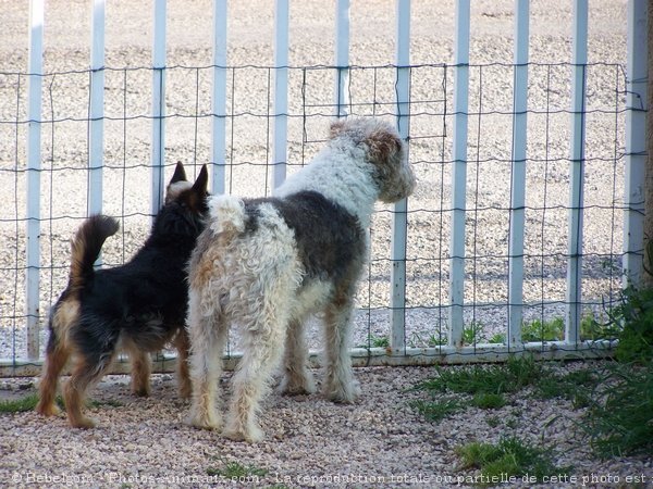 Photo de Fox terrier  poil dur