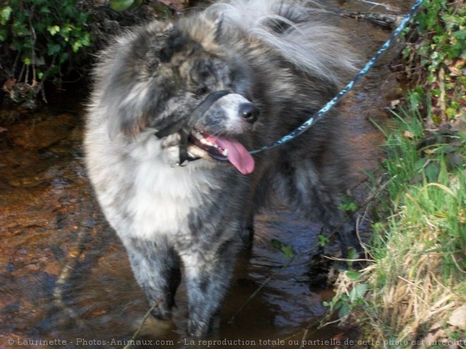 Photo d'Akita inu