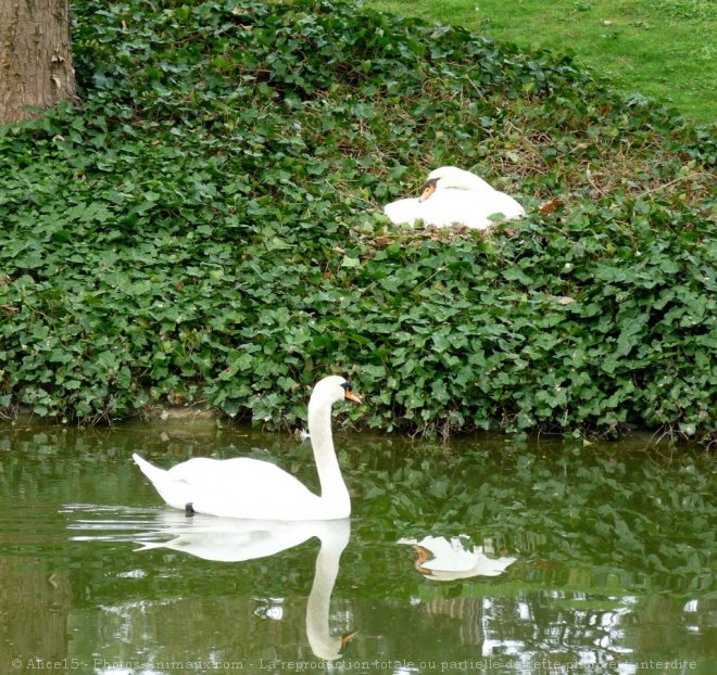 Photo de Cygne