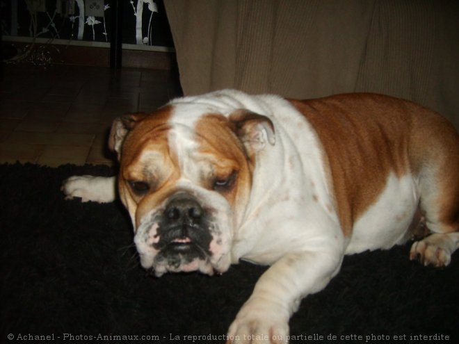 Photo de Bulldog