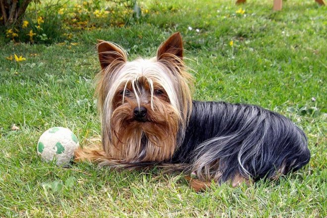 Photo de Yorkshire terrier