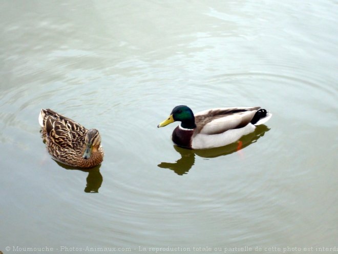 Photo de Canard colvert