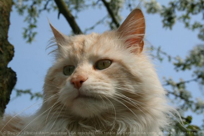 Photo de Maine coon