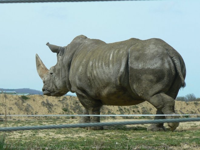 Photo de Rhinocros