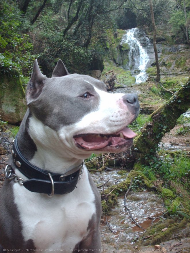 Photo d'American staffordshire terrier