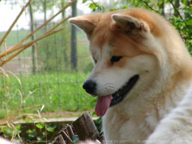 Photo d'Akita inu