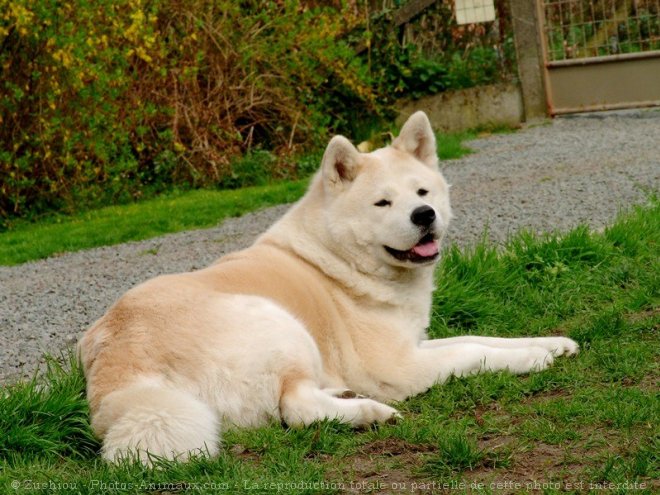 Photo d'Akita inu