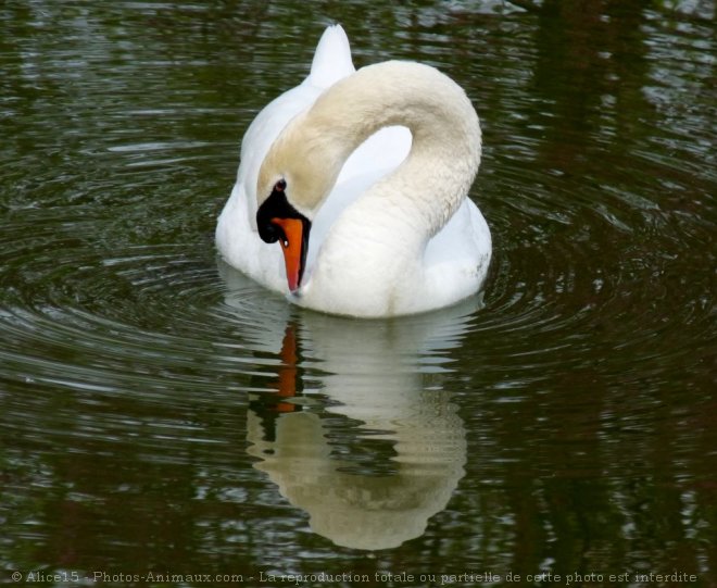 Photo de Cygne