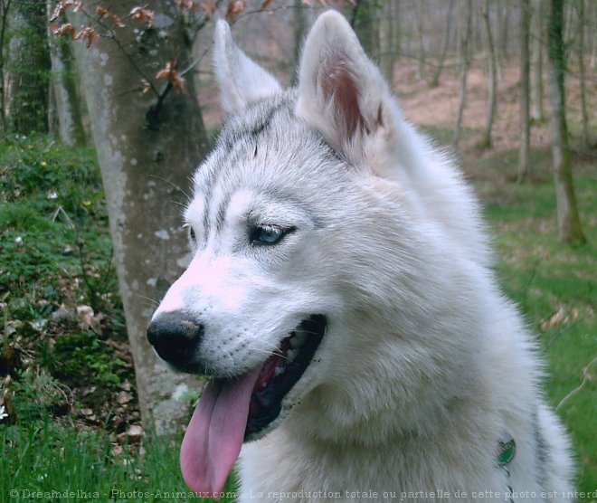 Photo de Husky siberien