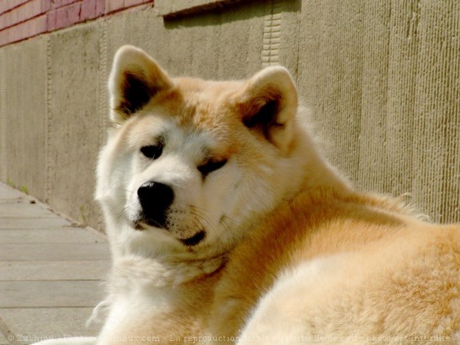 Photo d'Akita inu