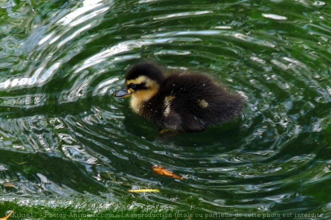 Photo de Canard