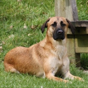 Photo de Berger belge malinois