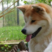 Photo d'Akita inu