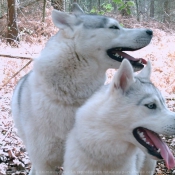 Photo de Husky siberien